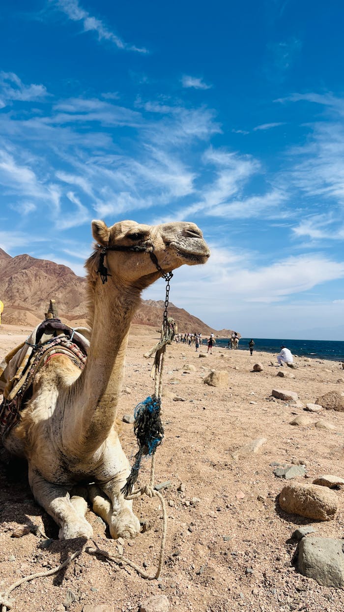 Sinai Jeep Safari
