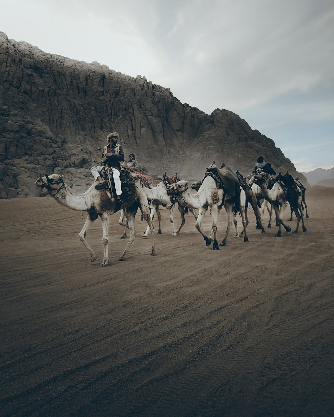 faq-img Camels in the desert