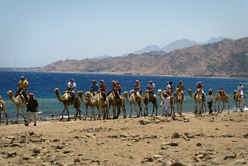Camel ride gallery Dahab Blue Hole tour