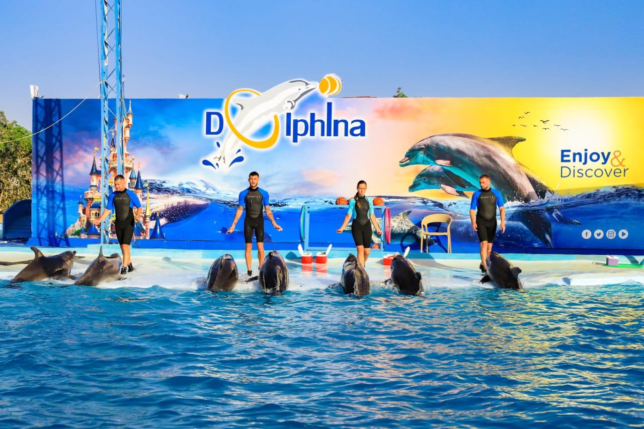 Dolphin show hoops and ball tricks Sharm El Sheikh