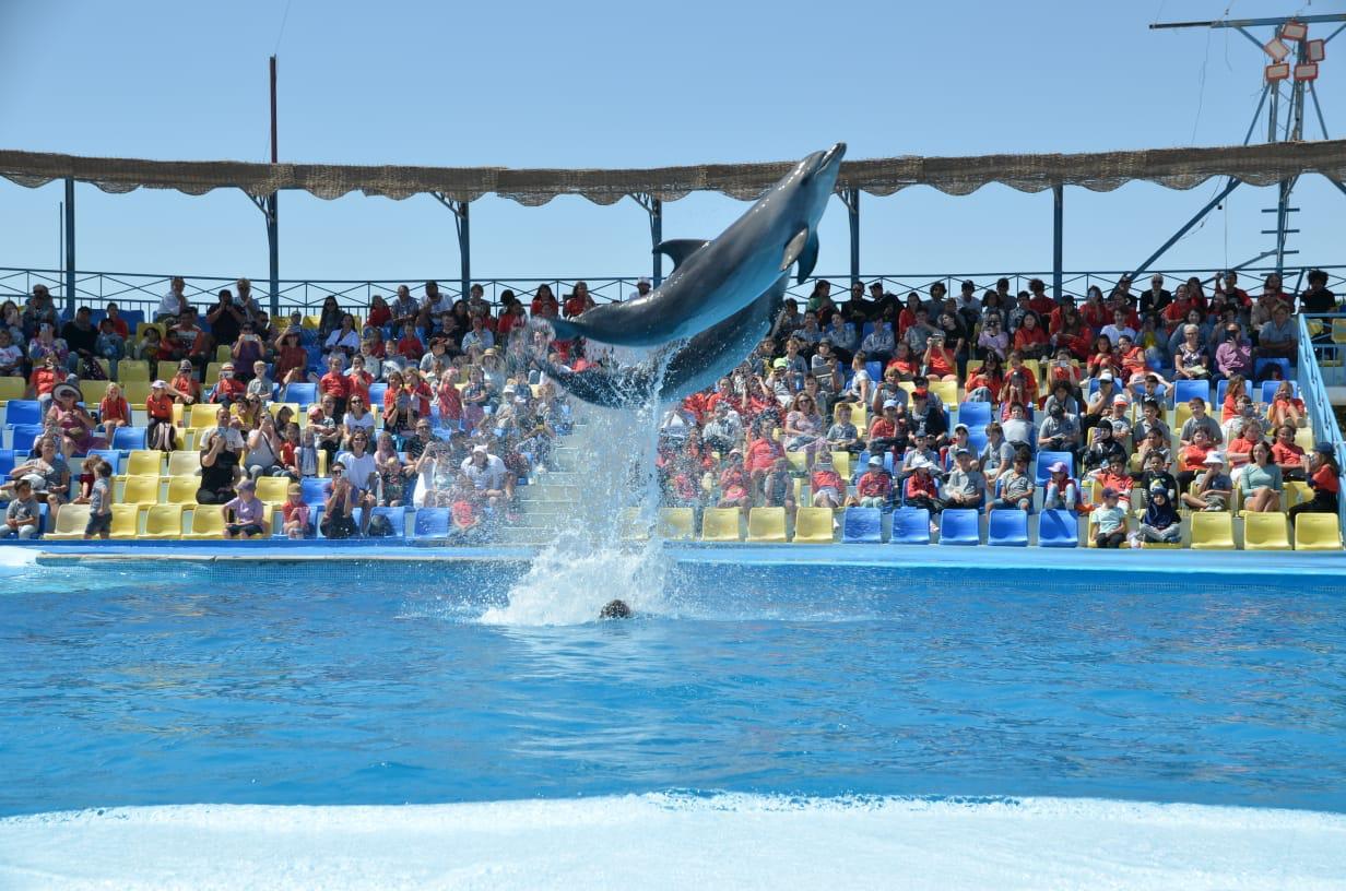 Dolphins performing tricks Sharm El Sheikh dolphinarium