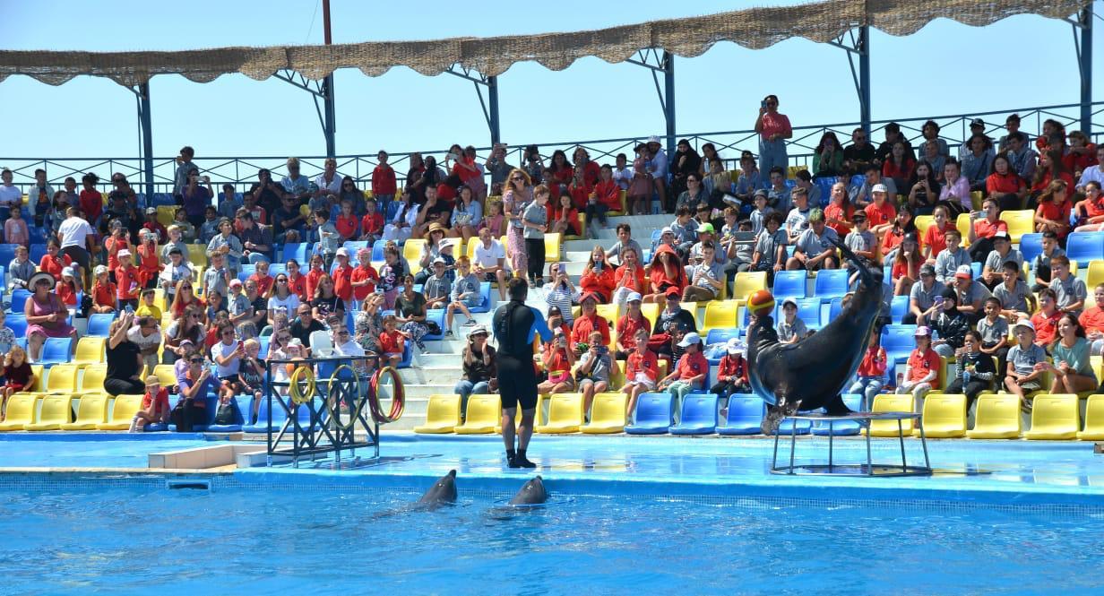 Dolphin Show Sharm El Sheikh