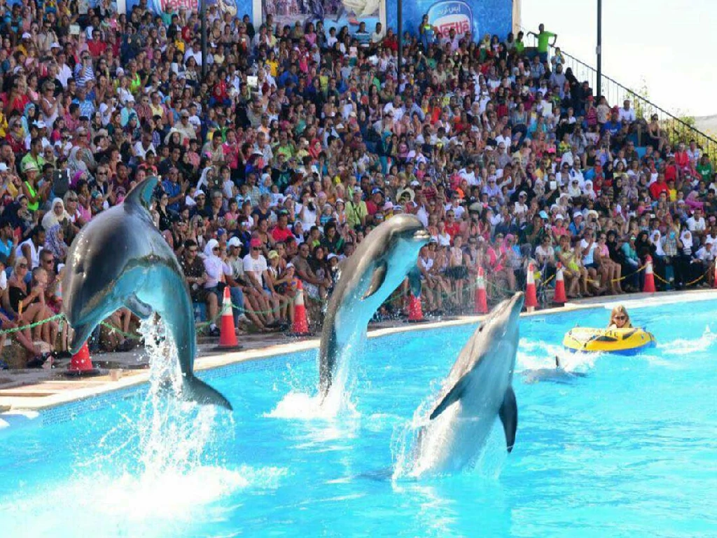 Dolphin show performance Sharm El Sheikh