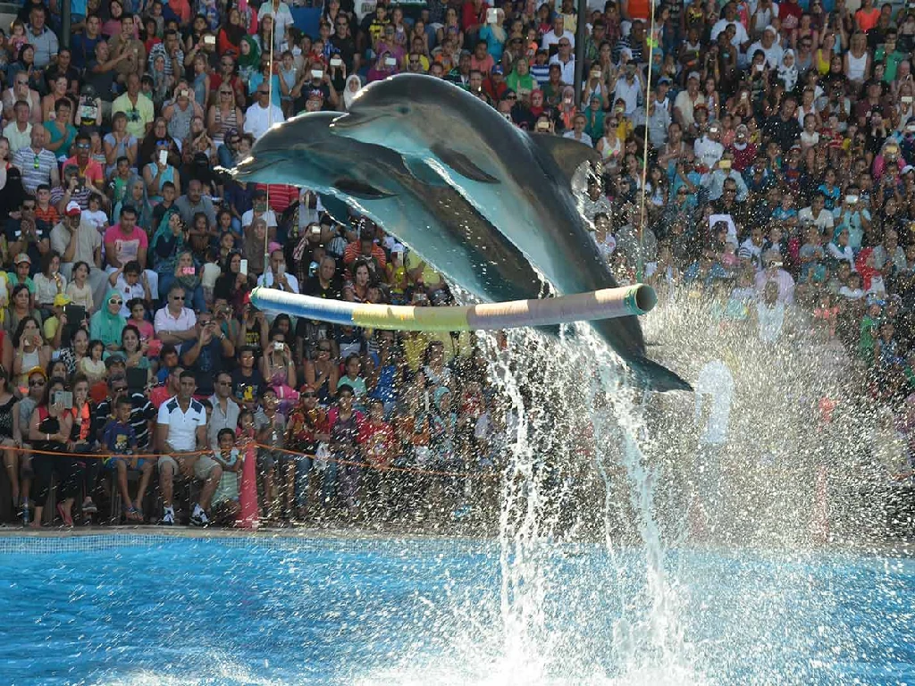 Dolphins playing with ball Sharm El Sheikh