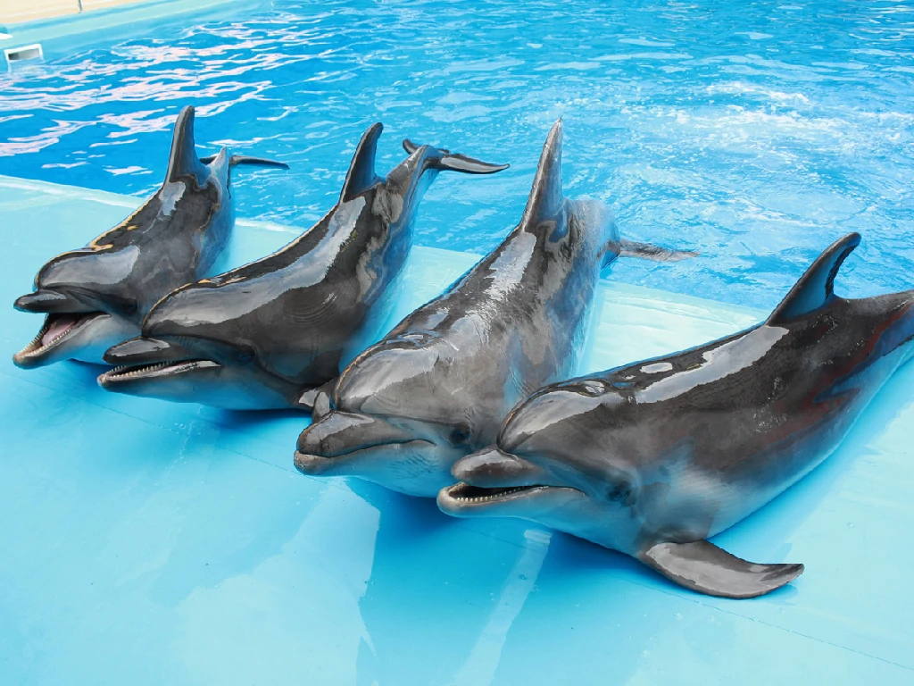 Dolphin Show Sharm El Sheikh