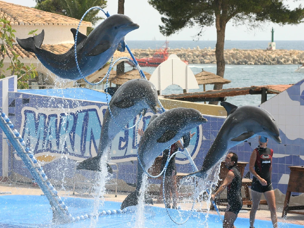Dolphins jumping through hoops Sharm El Sheikh