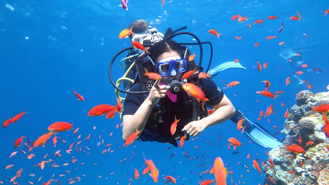 White Island Ras Mohammed diving gallery Sharm El Sheikh