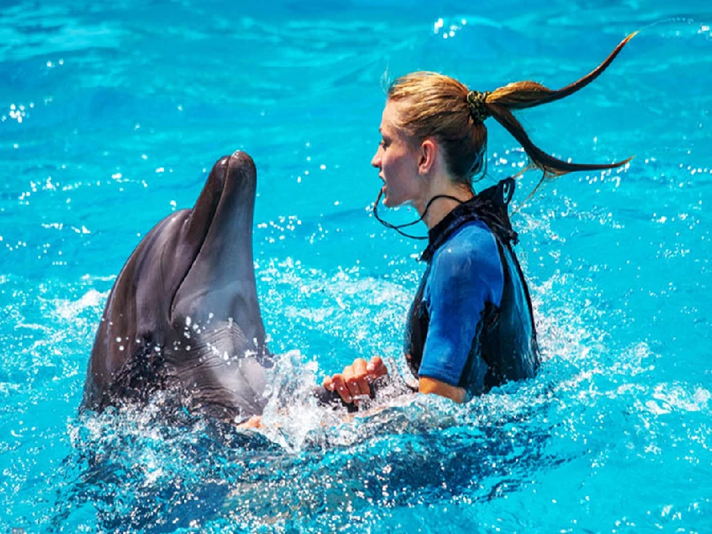 Guest swimming close with a dolphin Sharm El Sheikh