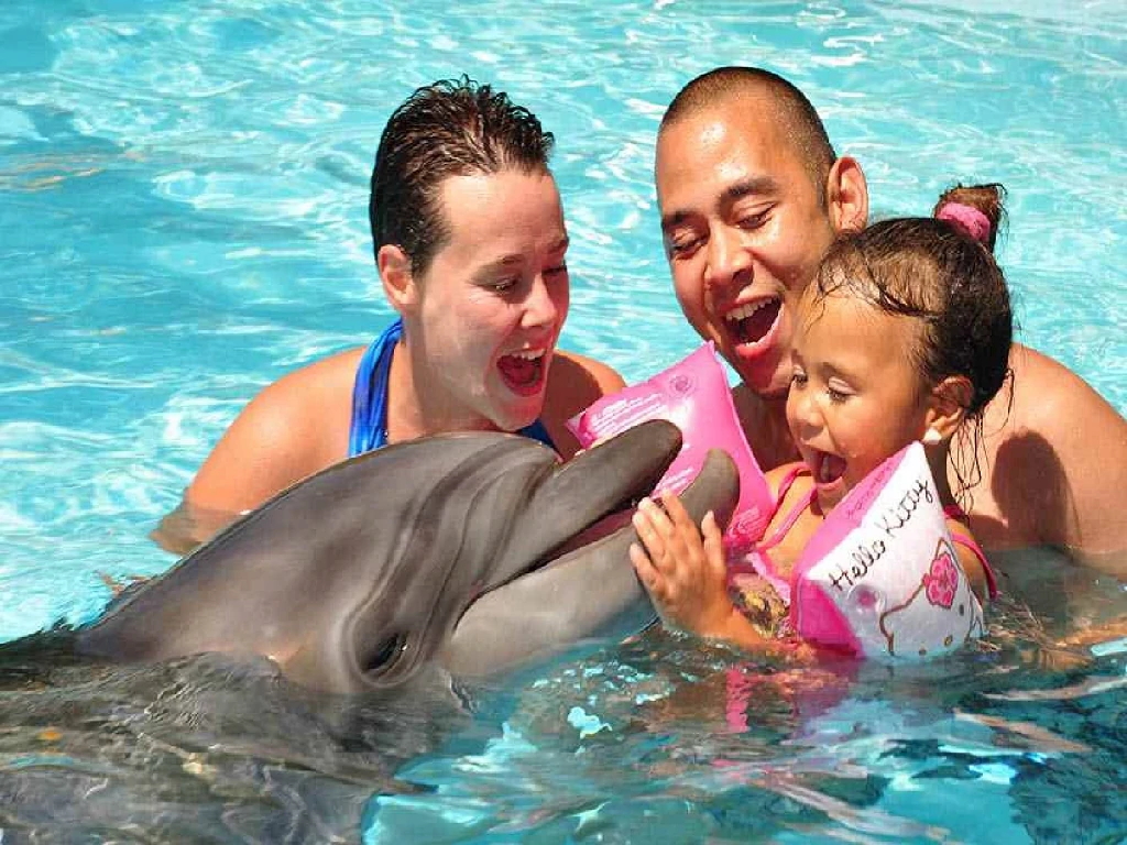 Dolphin swimming experience moment Sharm El Sheikh