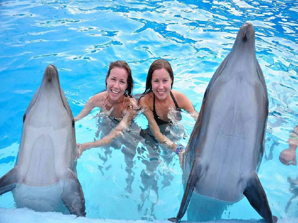 Guests playing with dolphins in Sharm El Sheikh pool