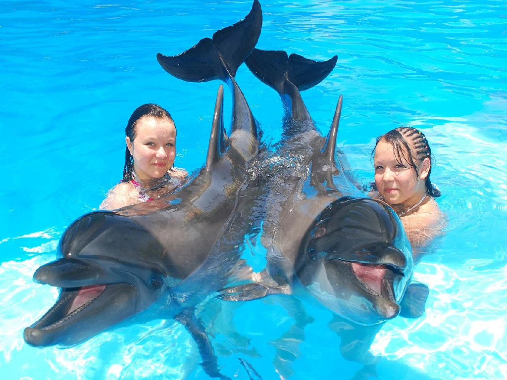 Dolphin swimming session in the pool Sharm El Sheikh