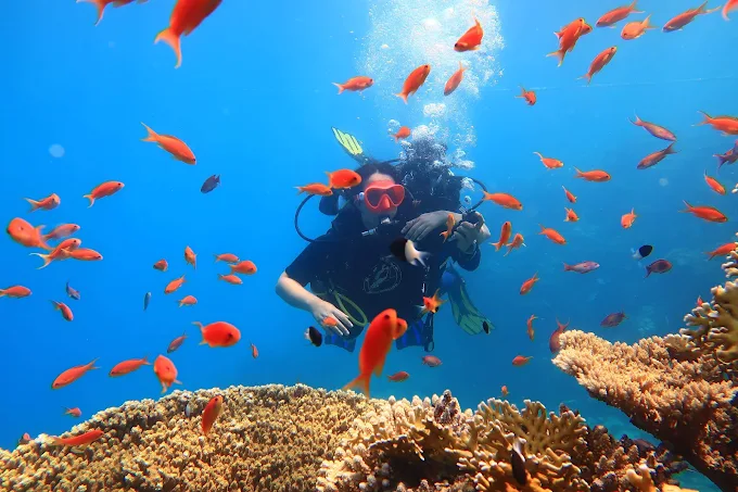 Ras Mohammed diving trip gallery Sharm El Sheikh